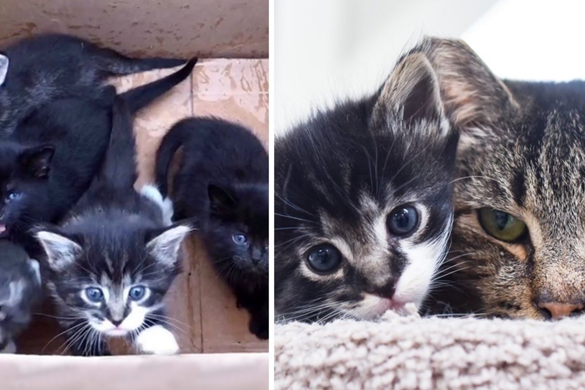 Grandpa Cat Helps Kittens Who Were Found Abandoned in a Box, and Shows Them Love