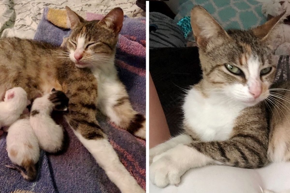 Good Samaritan Saves Stray Cat Using a Dumpling, the Cat Decides to Have Kittens the Day After