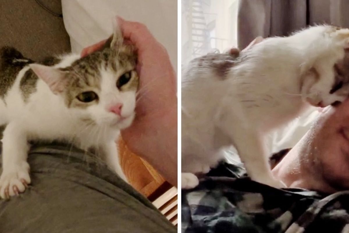 Shy Kitten Comes Back to Rescuer Who Was Kind to Her, and Decides to Accept His Help