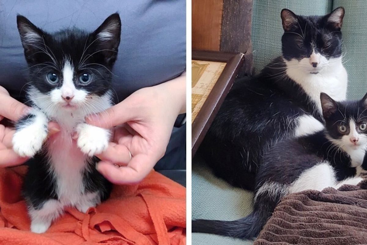 Volunteer and Her Cat Help Save Tiny Kitten and Turn His Life Around