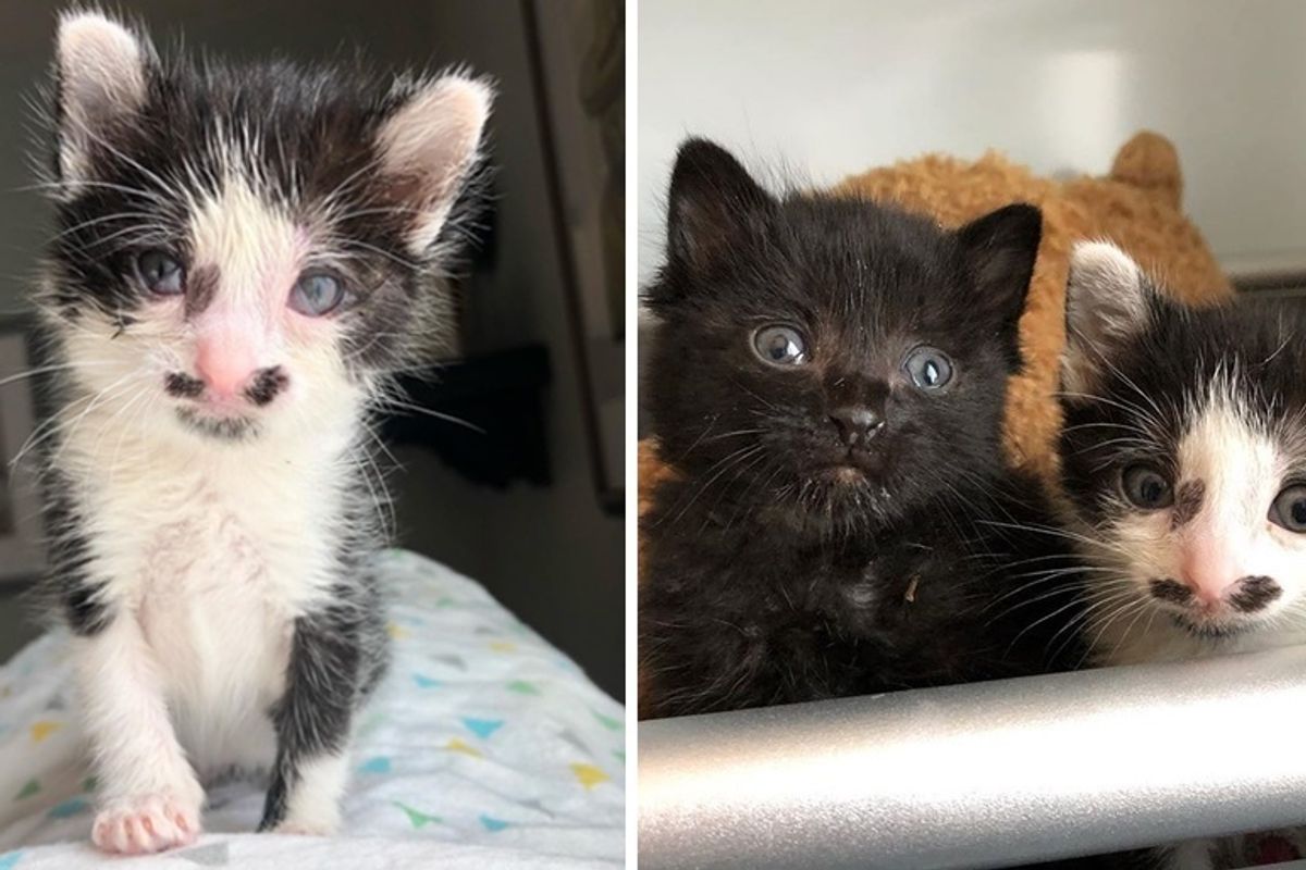 Man Hears Kittens Cries and Finds Them Near Dumpster, Meowing for Help