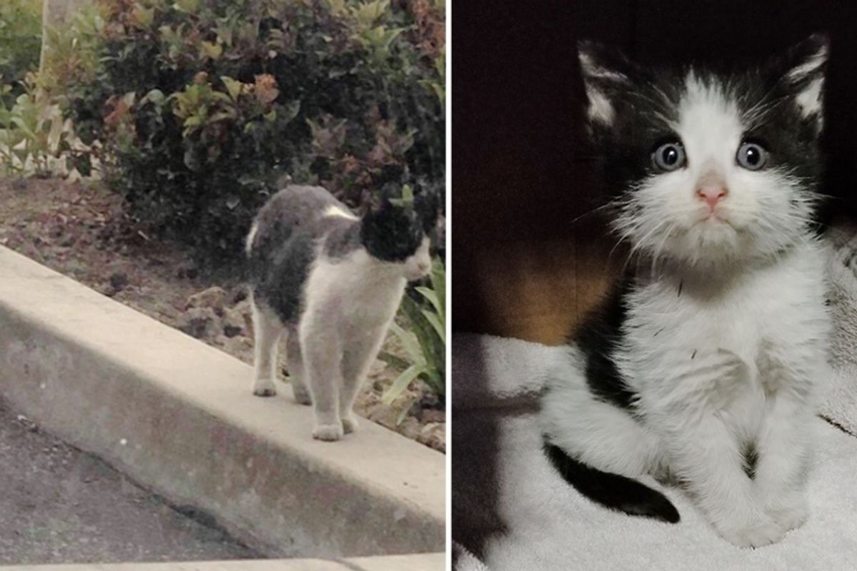 Rescuers Help Feral Cat and Come Back to Find Her Kitten at Auto Shop