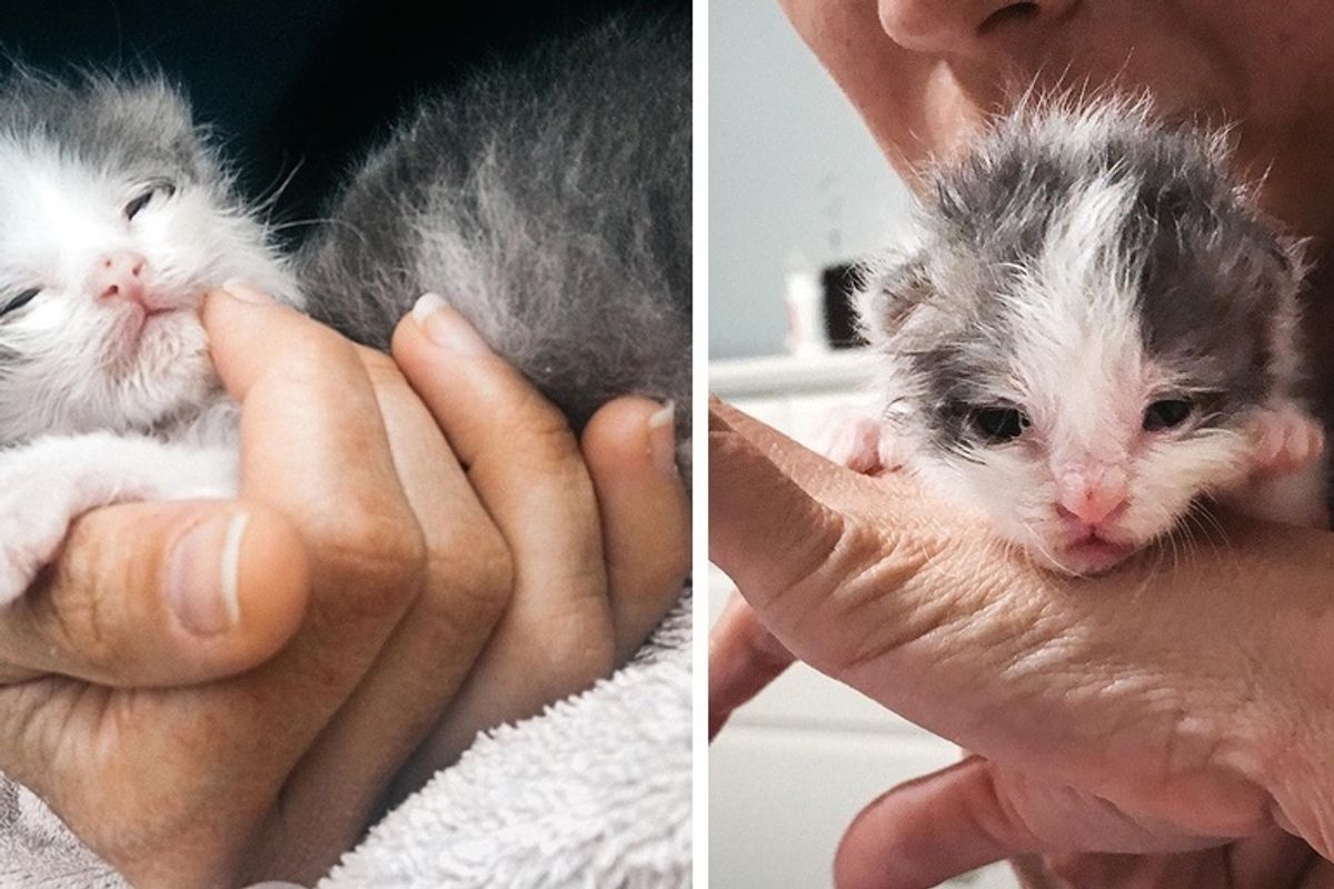 No One Expected This Kitten to Survive But Shelter Volunteer Gave Him a Fighting Chance