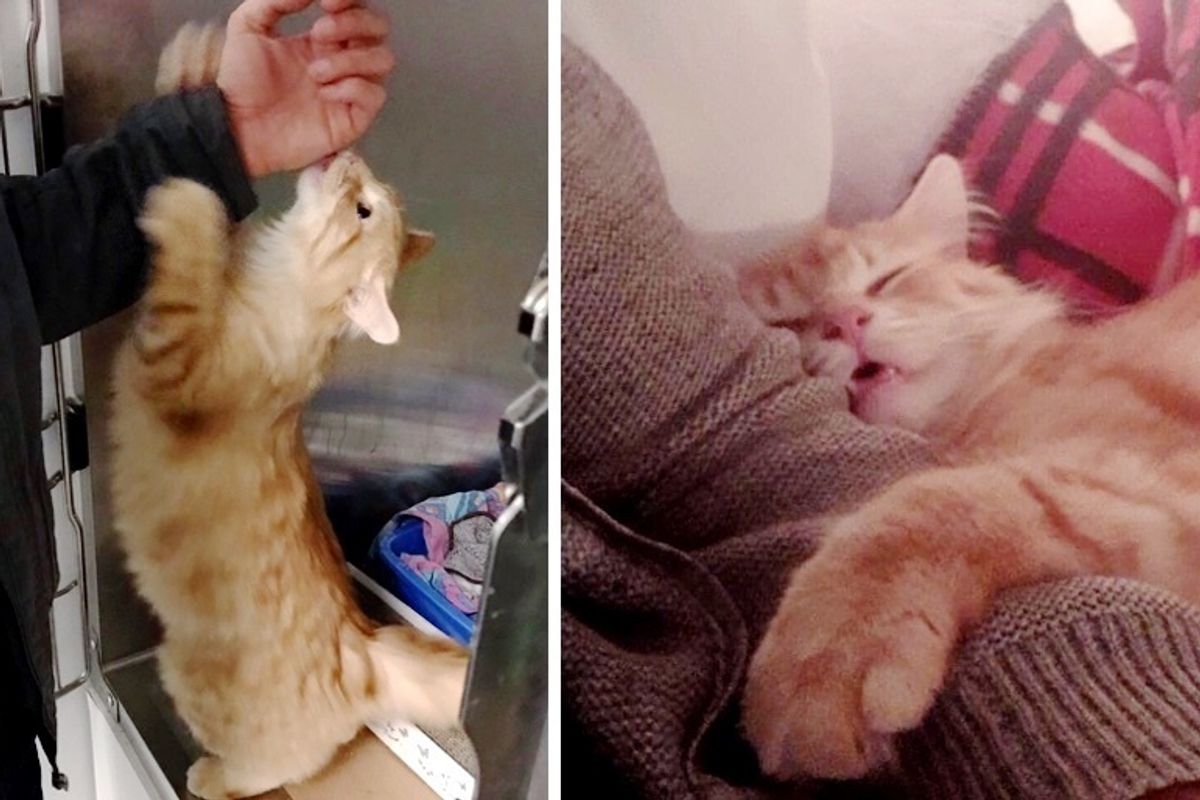 Shy Kitten Hugs Man When He Comes to Help Him - the Kitty Won't Stop Cuddling