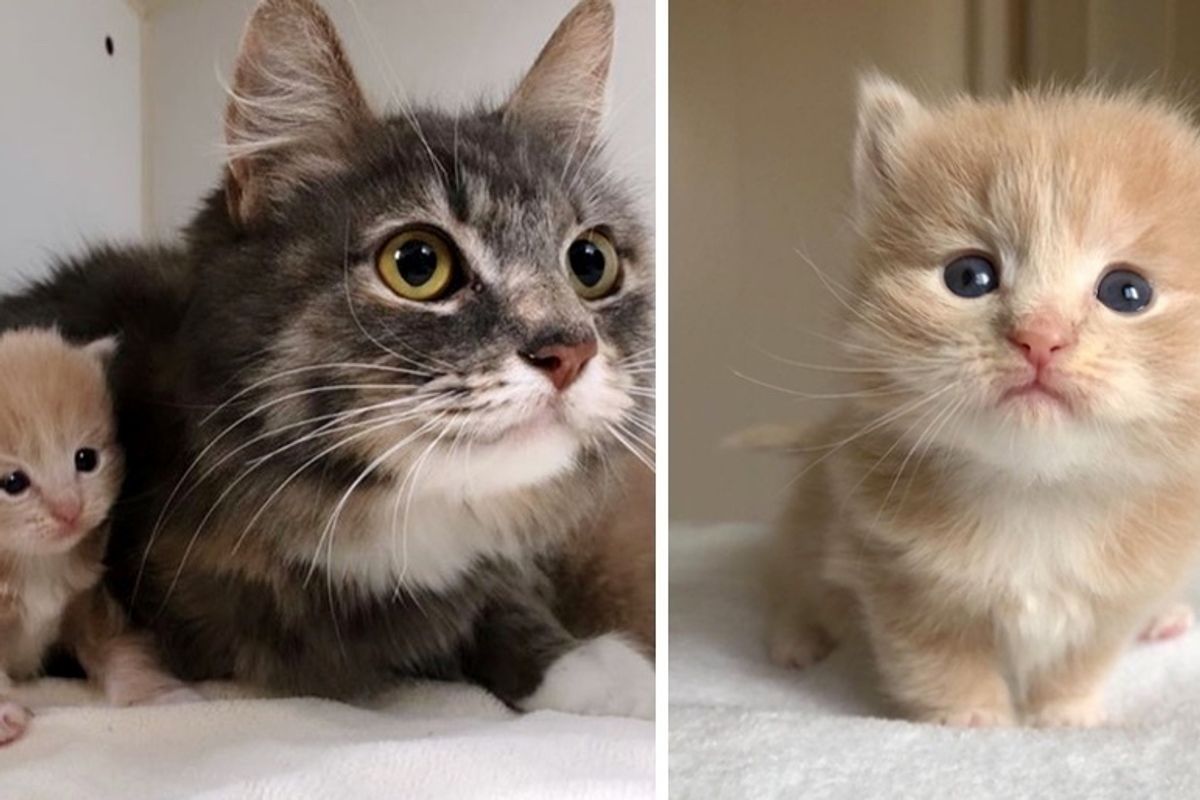 Cat Rescued Along with Her Kittens Born on the Streets - One of Them Quickly Stands Out