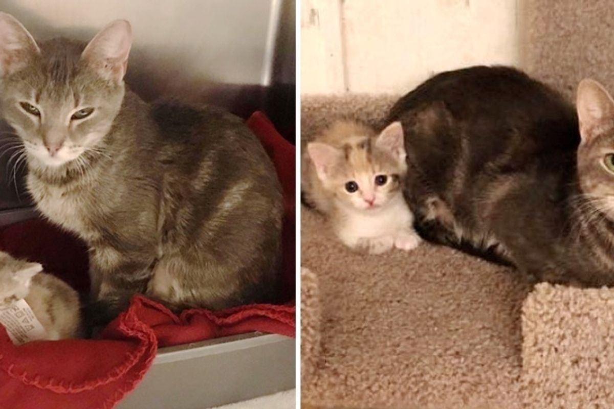 Stray Cat Wanders the Streets with Her Only Kitten, They Need Each Other and Now a Home