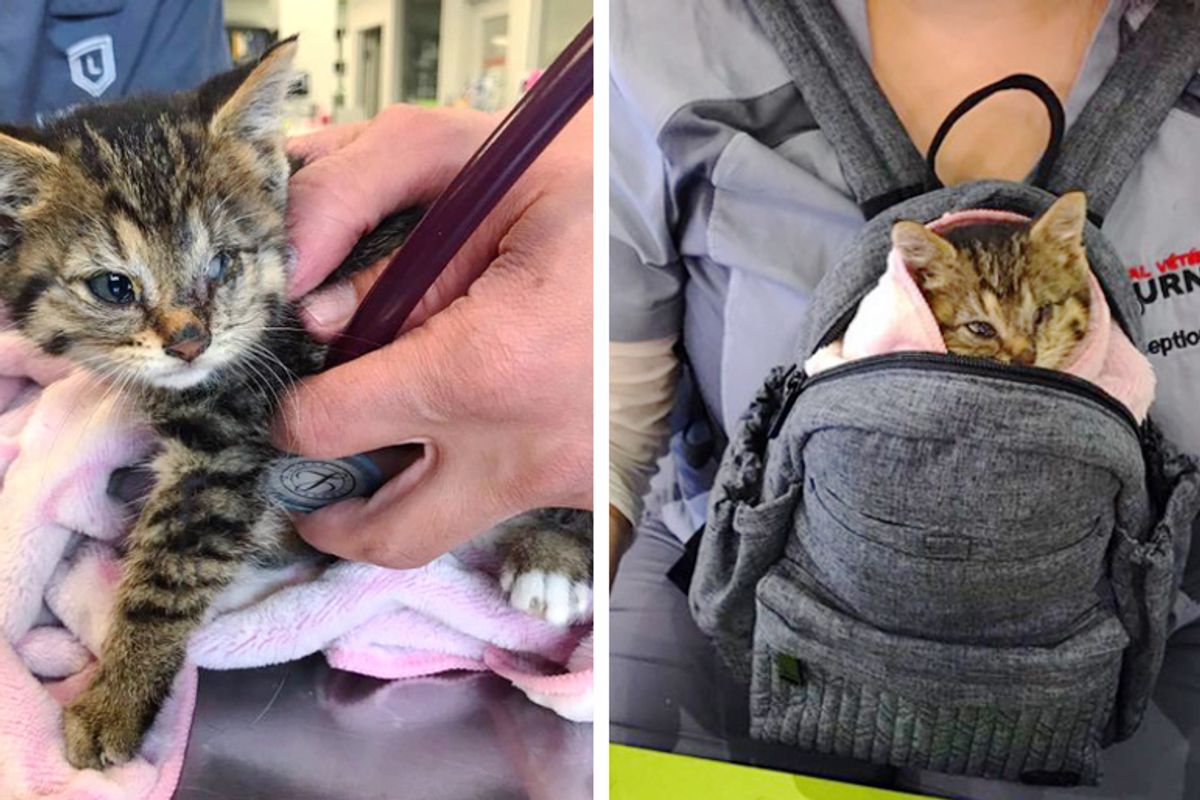 Cat Drops Off Her Kitten in Family’s Yard - They Discover the Kitty Needs Their Help