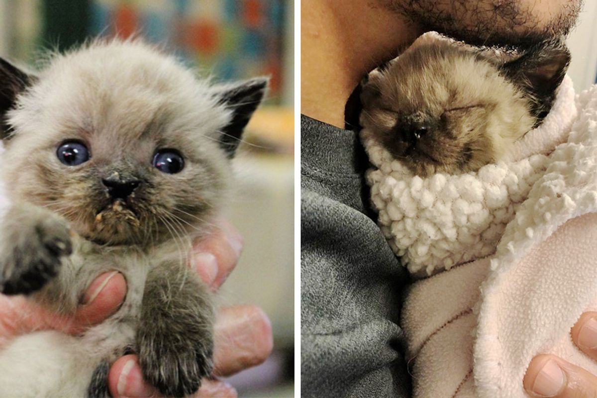 Kitten Born Special is So Happy When He Finds Someone Who Won't Give Up on Him