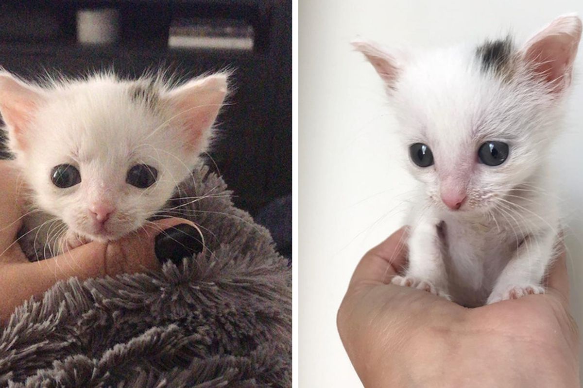 Veterinary Nurse Saves Palm-sized Kitten Despite Being Told She Should Give Up