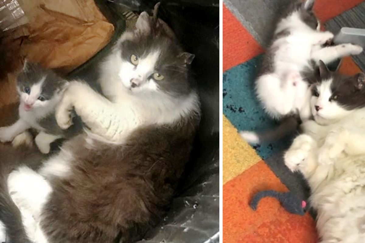 Stray Cat Found Huddled with Her Kitten in Trash Can Continues to Hover Over Her After Rescue
