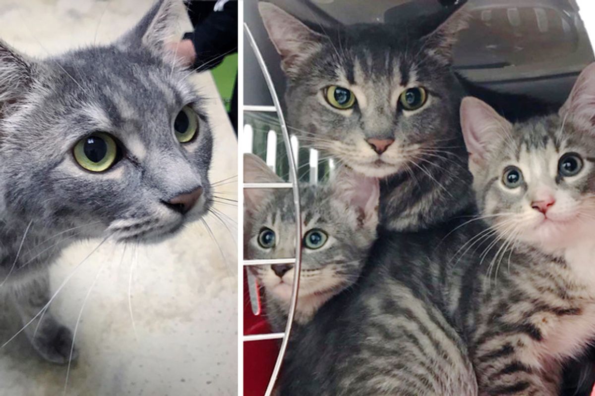 Stray Cat Came Back to Family that Was Kind to Her, and Brought Her Kittens Along