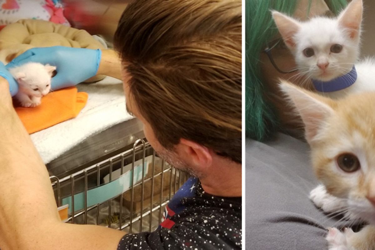 Man Rescues Kitten Found Outside Garage and Comes Back to Find His Brother