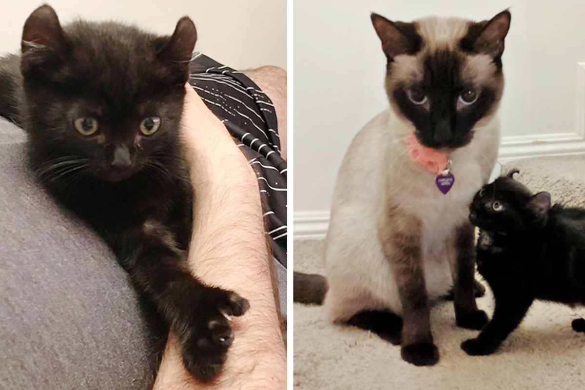 Stray Kitten with Curled Ears and Extra Toes Follows a Cat and Insists on Being Her Friend