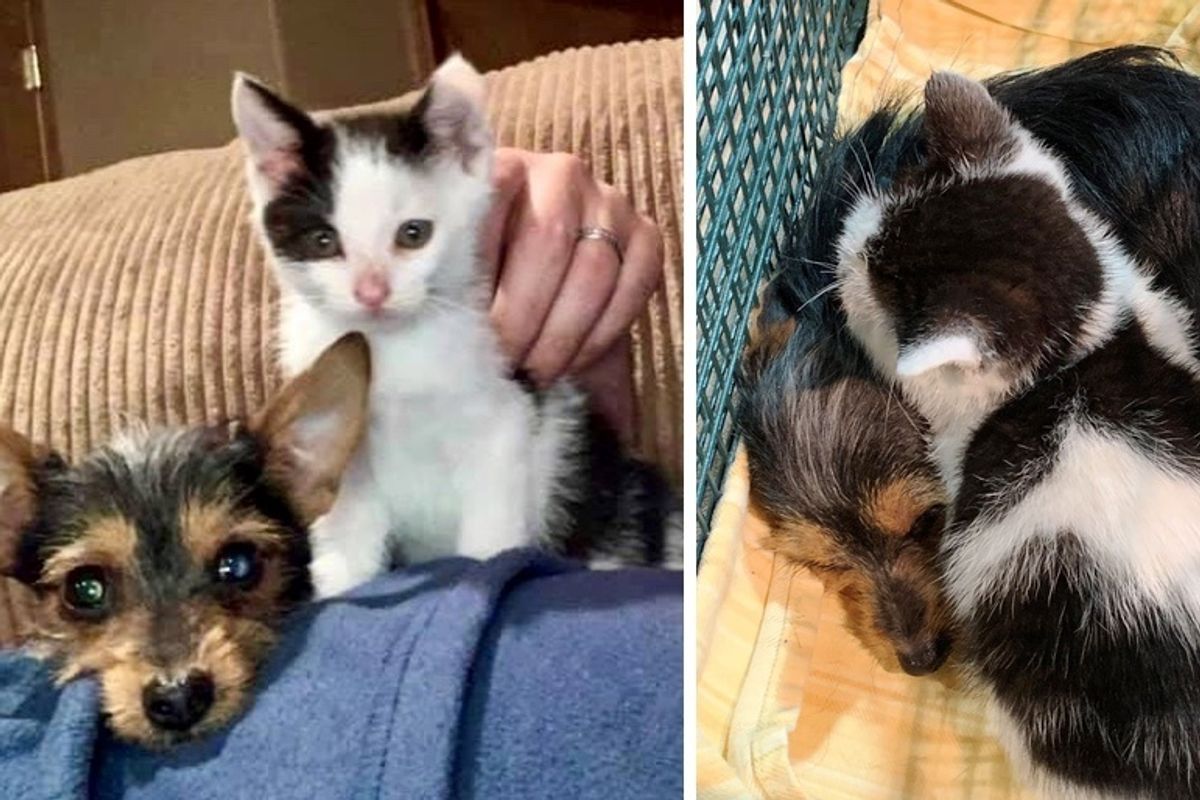 Kitten and Puppy Found Together on the Street Won’t Leave Each Other’s Side