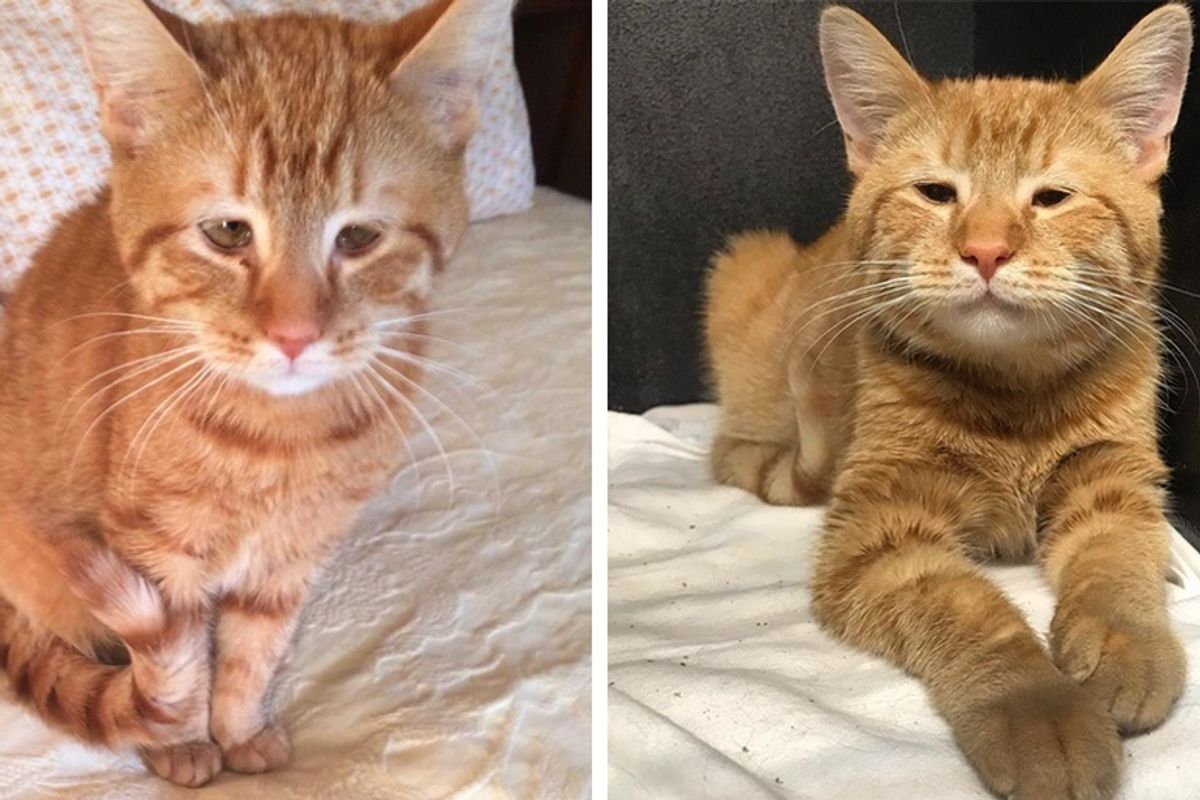 Kitten Born With Tiny Eyes Is As Happy as Can Be Despite the Sad Face
