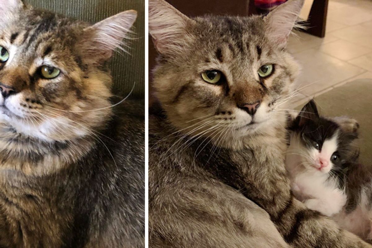 Cat Who Spent Most of His Life on the Street, Helps Orphaned Kittens In Need