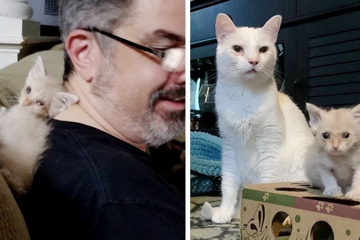 Kitten, Much Smaller Than His Siblings, Finds Someone to Help Him Grow