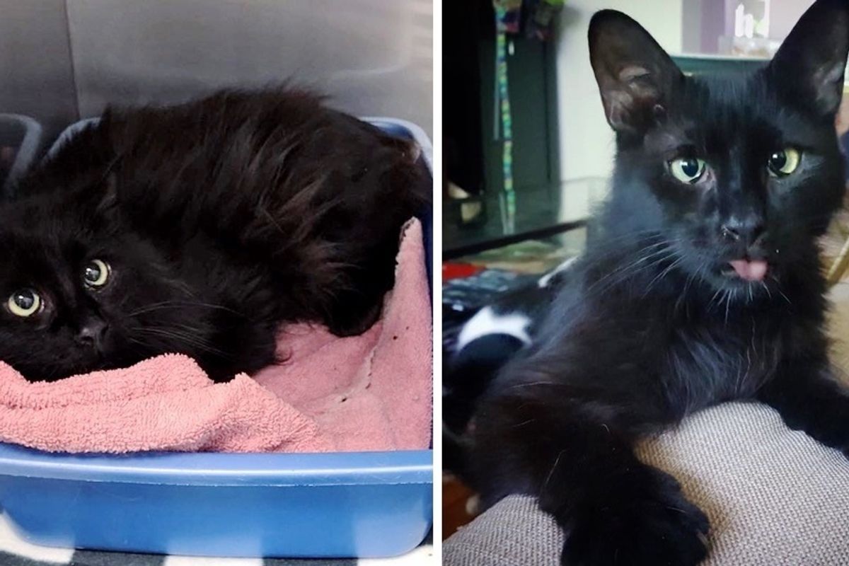 Rescued Kitten Who Can’t See Very Well, Blossoms When He Finds Someone to Love