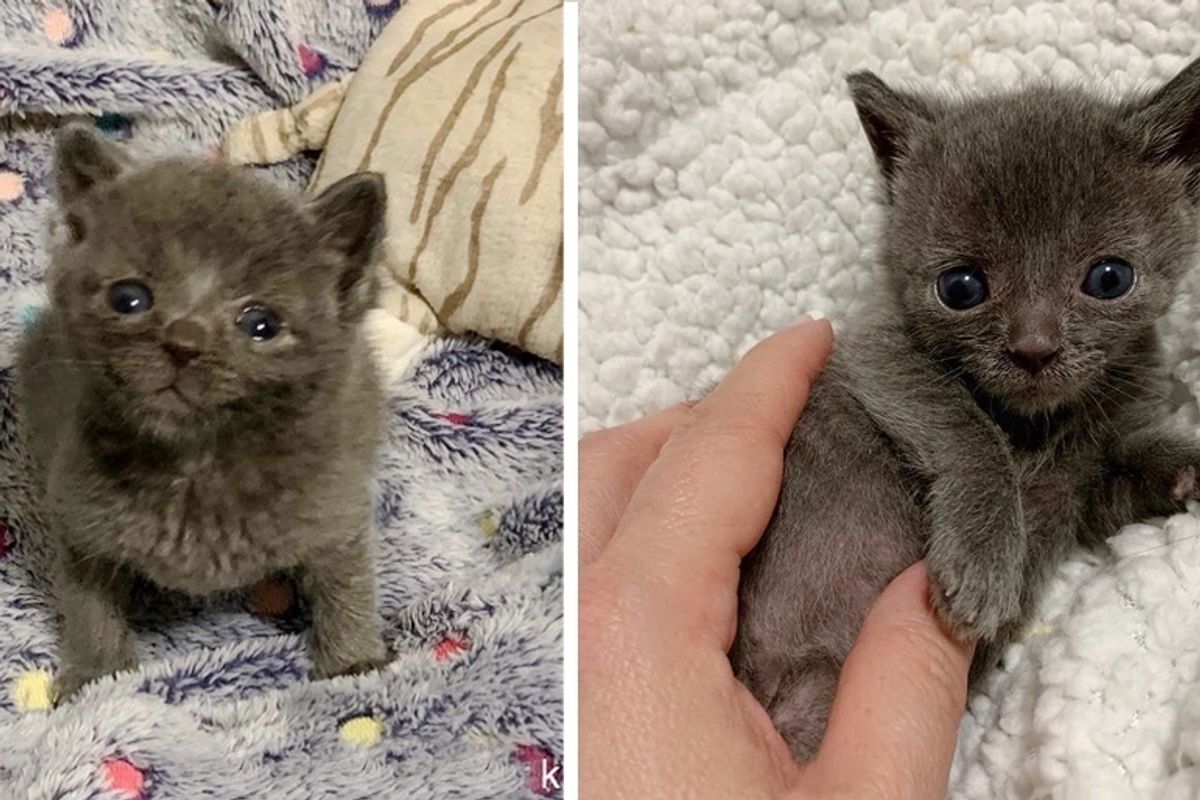 Kittens Found Hiding in the Grass - One of Them is Much Smaller Than His Siblings