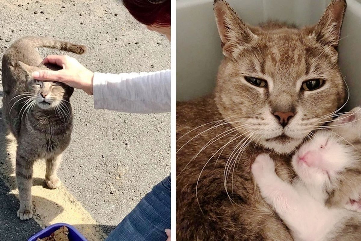 Cat So Happy to Be Rescued with Her Kittens After Years Wandering the Streets