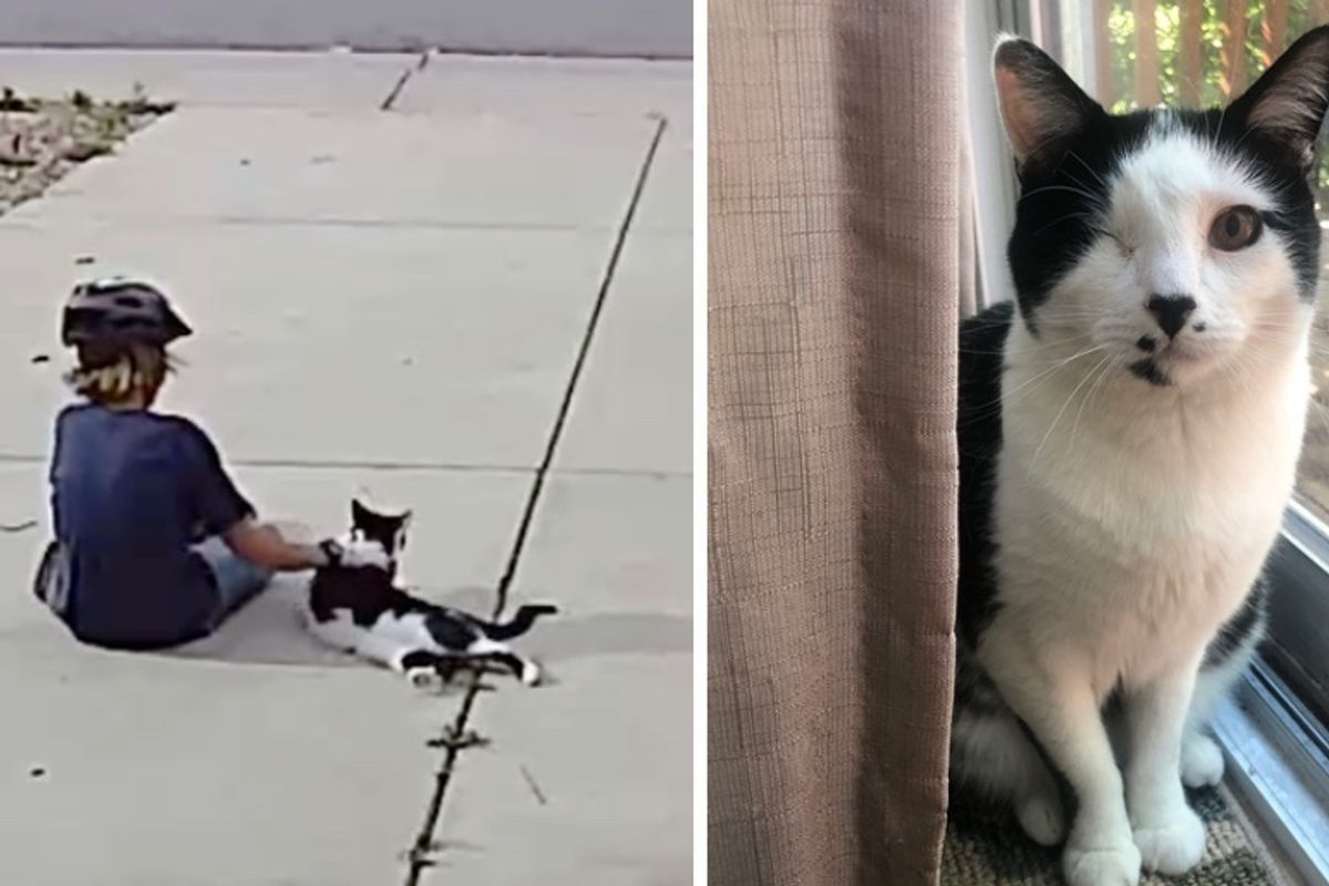 Family Discovers Their One-eyed Cat Has a Little Admirer Who Visits Him Every Day