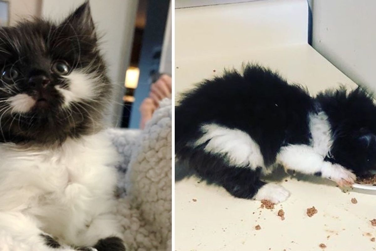 Rescued Kitten Born in Insulation, Loves Food so Much She “Swims” in It