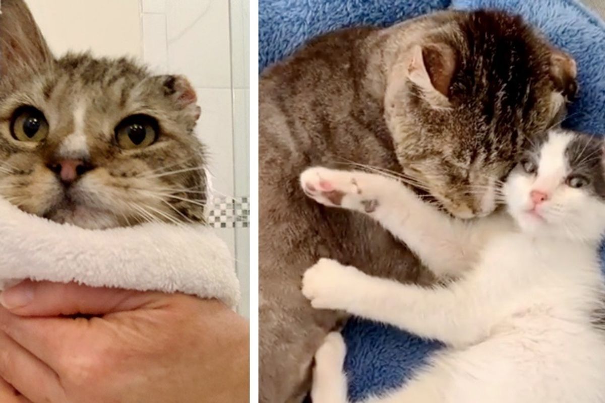 Cat Finds Love in Rescued Kittens After Living a Rough Life on the Streets