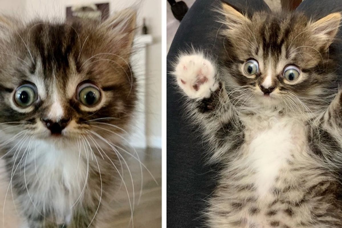 Kitten Born Special Finds Perfect Family to Cuddle After They Rescued Him and His Siblings