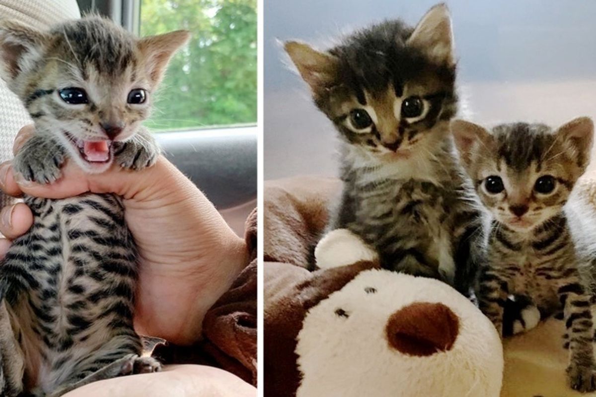Kitten Was Dropped Off at Shelter in a Carrier — They Found Another Hiding Under a Towel