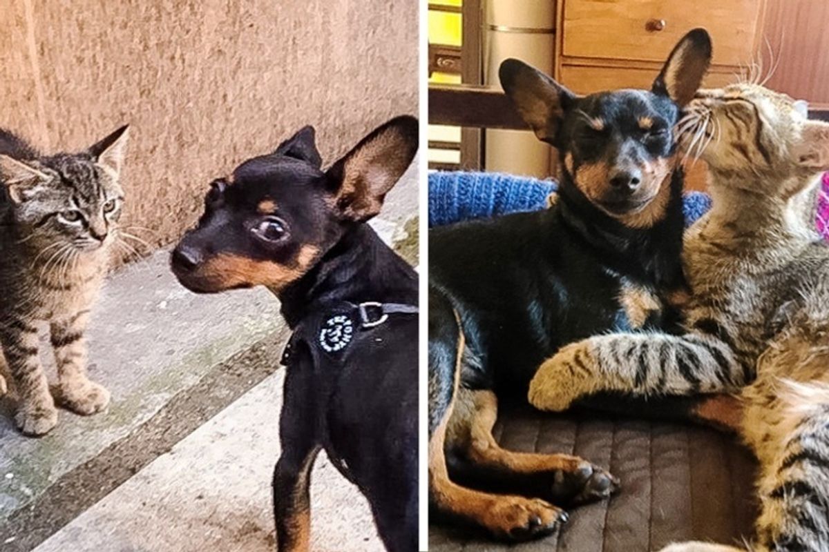 Stray Kitten Befriends Puppy and Keeps Coming Back to See Him
