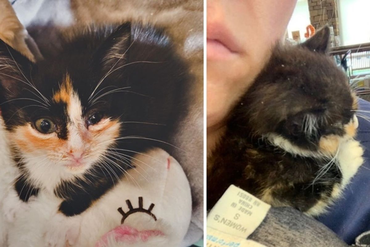 Kitten Cuddles Rescuer and Won't Let Go — They Find Her a Friend So She Won't Feel Alone