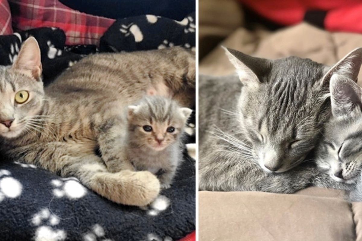 Cat Hovers Over Her Only Kitten Everywhere He Goes After She Was Rescued from the Streets