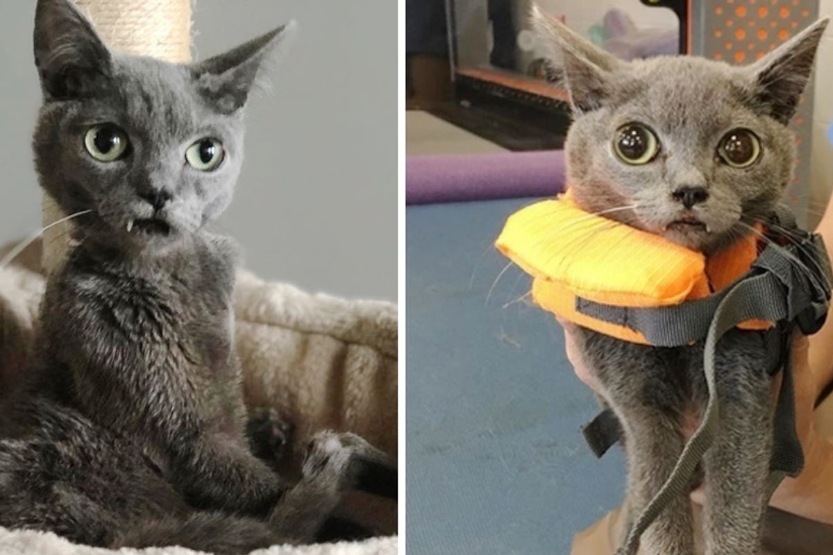 Kitten With Cute Fangs, Special Paws Finds a Family He Always Wanted