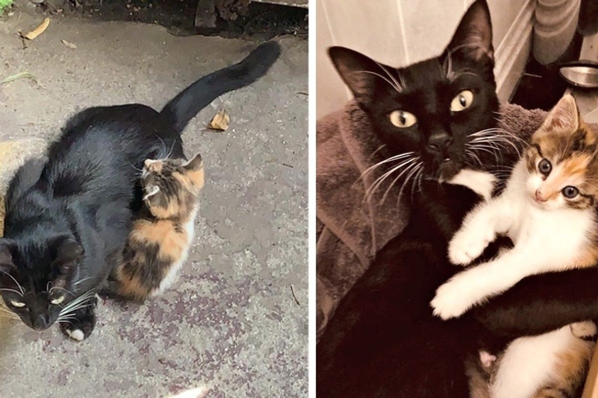 Cat Keeps Her Sole Kitten Safe Until Rescuers Arrive - They Can't Stop Cuddling