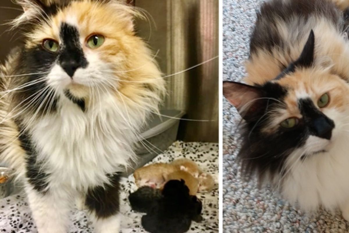 Stray Cat Brought to Clinic in a Carrier - Staff are Surprised to Find Newborn Kittens Inside