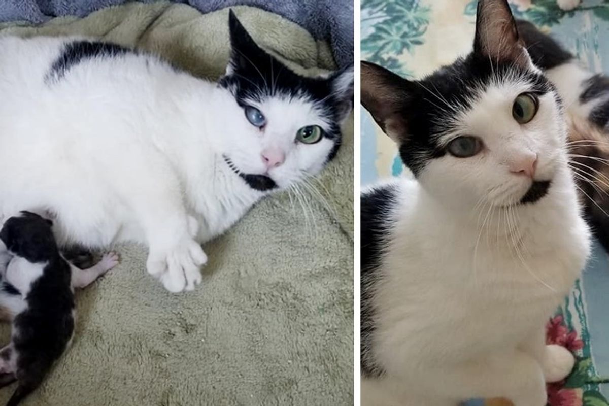 Cat is So Happy When Her Preemie Kittens Get Help from Rescuers Just in Time