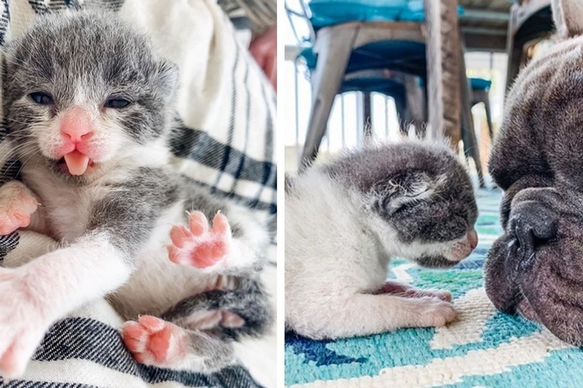 Dogs Hear Orphaned Kitten's Cries and Come Running, They Help Him Thrive