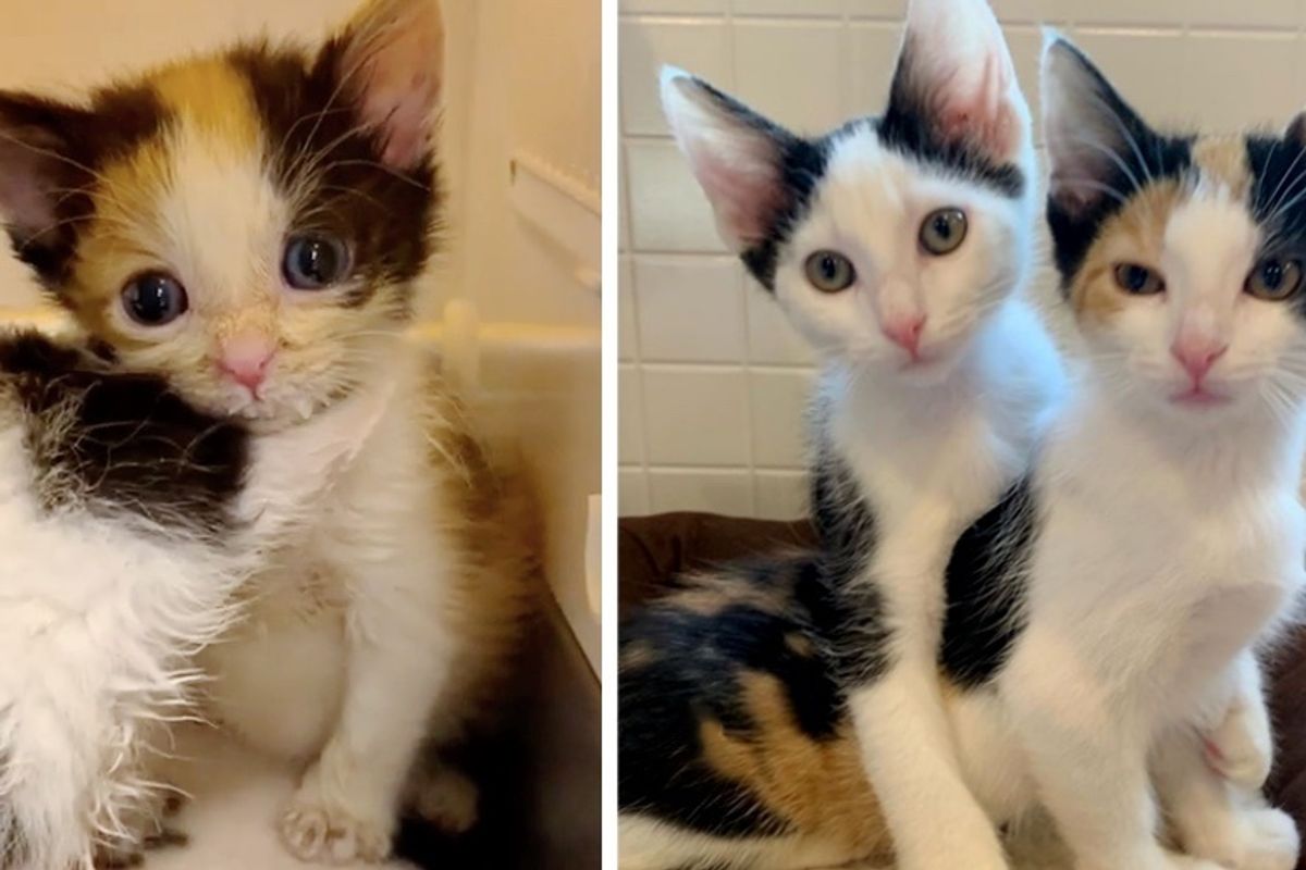 Kitten Helps Her Brother Heal with Cuddles After They Were Rescued from Side of Road