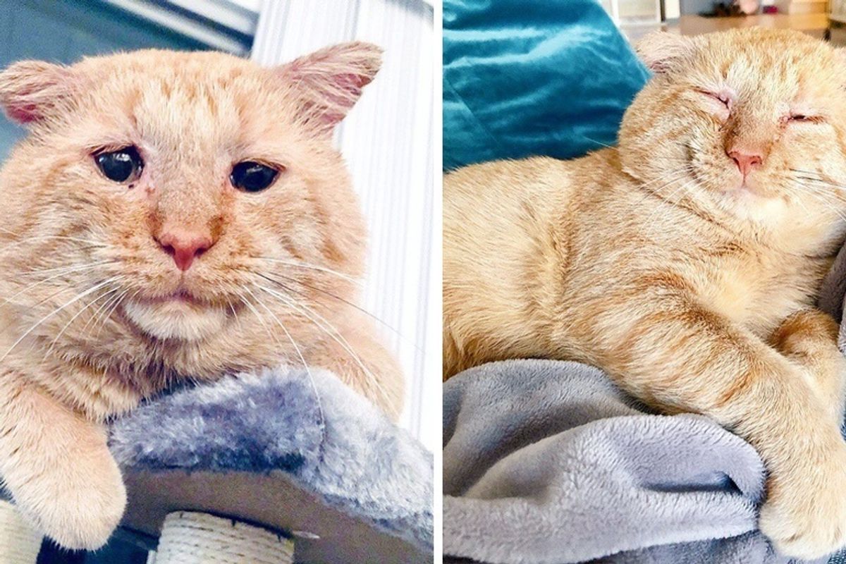Woman Befriends Cat Who Lived Years on the Streets, and Comes Back for Him