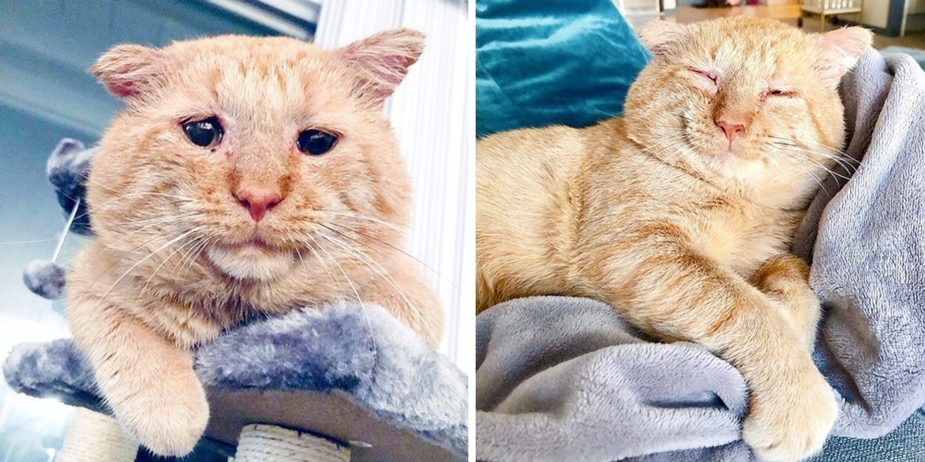 Woman Befriends Cat Who Lived Years on the Streets, and Comes Back for Him