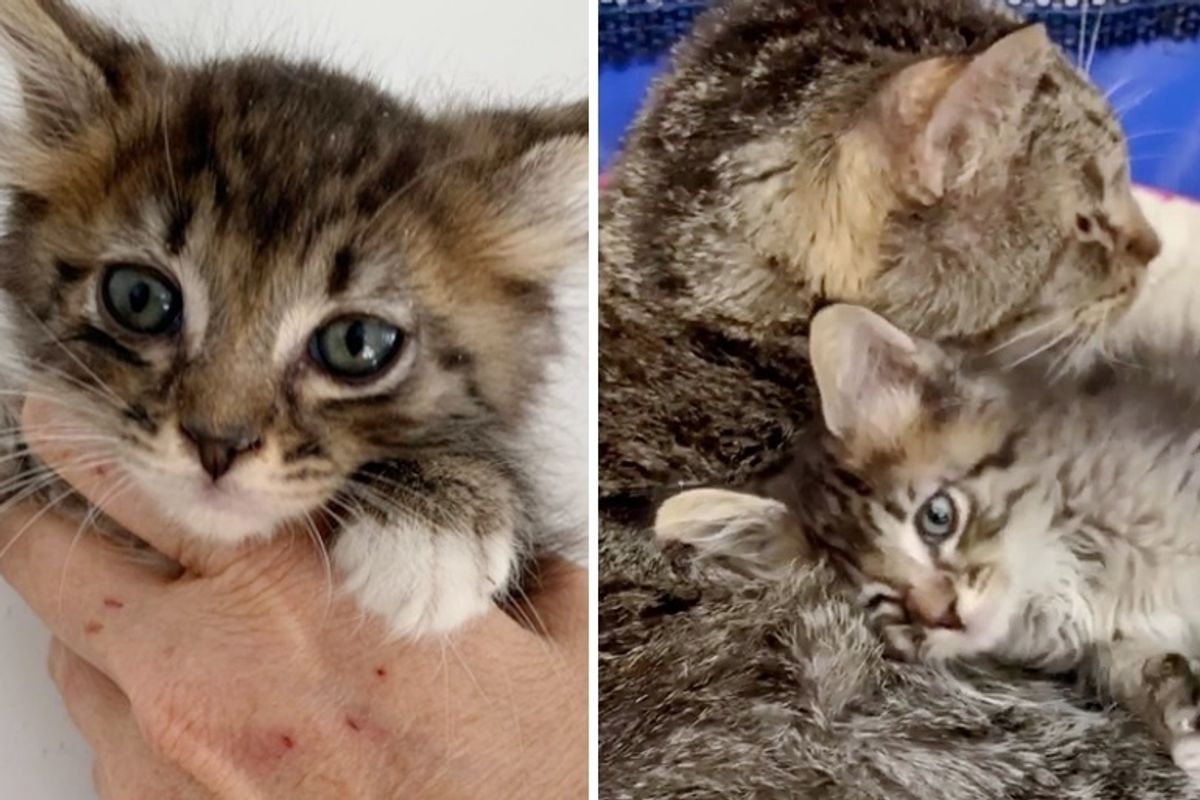 Cat Takes Alley Kitten Under His Wing So She Won't Be Alone