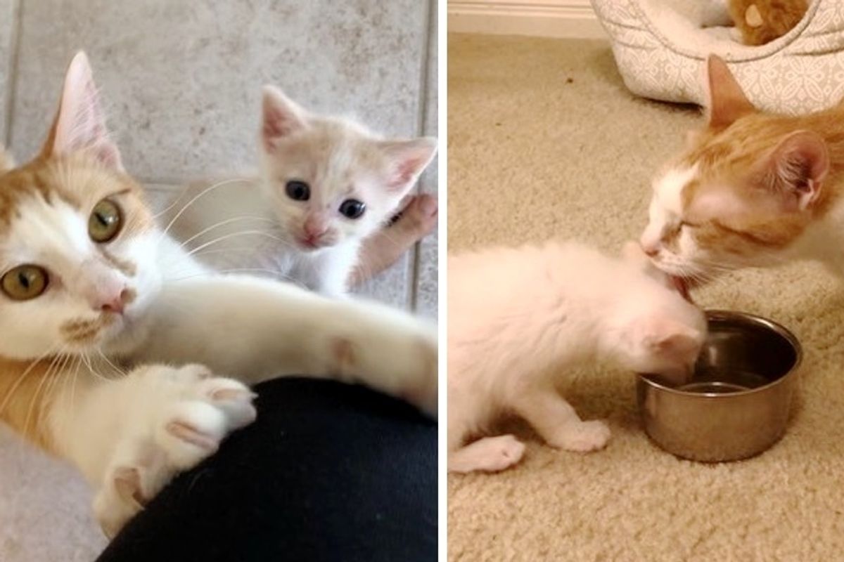 Cat Hovers Over Her Kittens Everywhere They Go After They Were Rescued from Rough Street Life