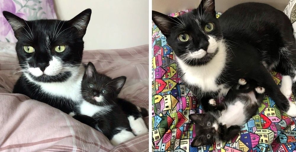 These are cat moustache twins at a Petsmart near me in Virginia. I hope  they get adopted soon AND together!! 20/10 would moustache again” :  r/TuxedoCats