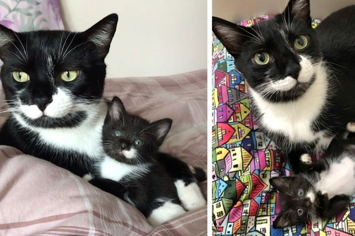 Kitten from the Street Befriends Cat Who Has Mustache Just Like Him