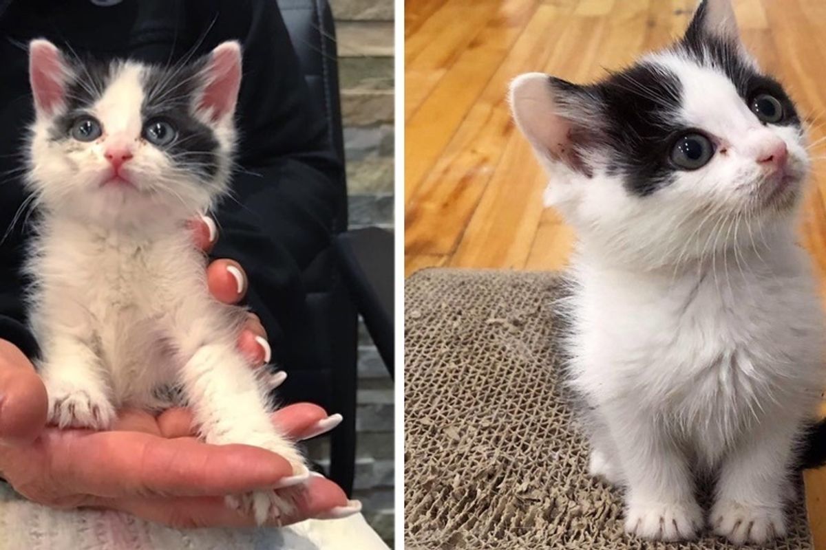 Stray Kitten Walks Up to Family That is Kind to Him After Wandering the Street Alone