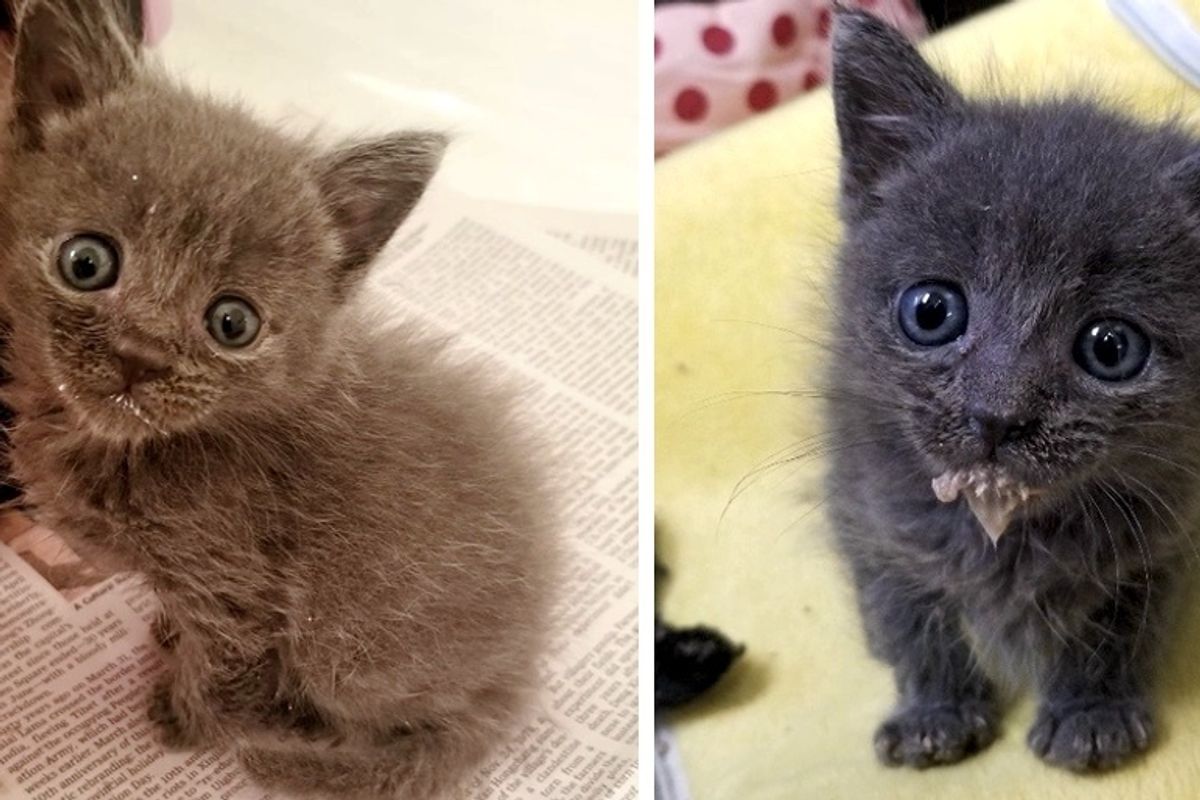 Kitten Insists On Being Cuddled After He Was Found Wandering Along River