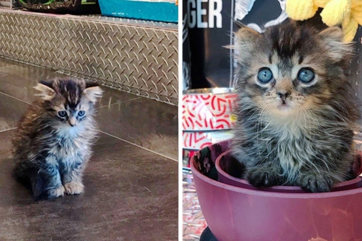 Pint-sized Kitten Insists on Being Shoulder Cat After Rescuers Nursed Her Back to Health