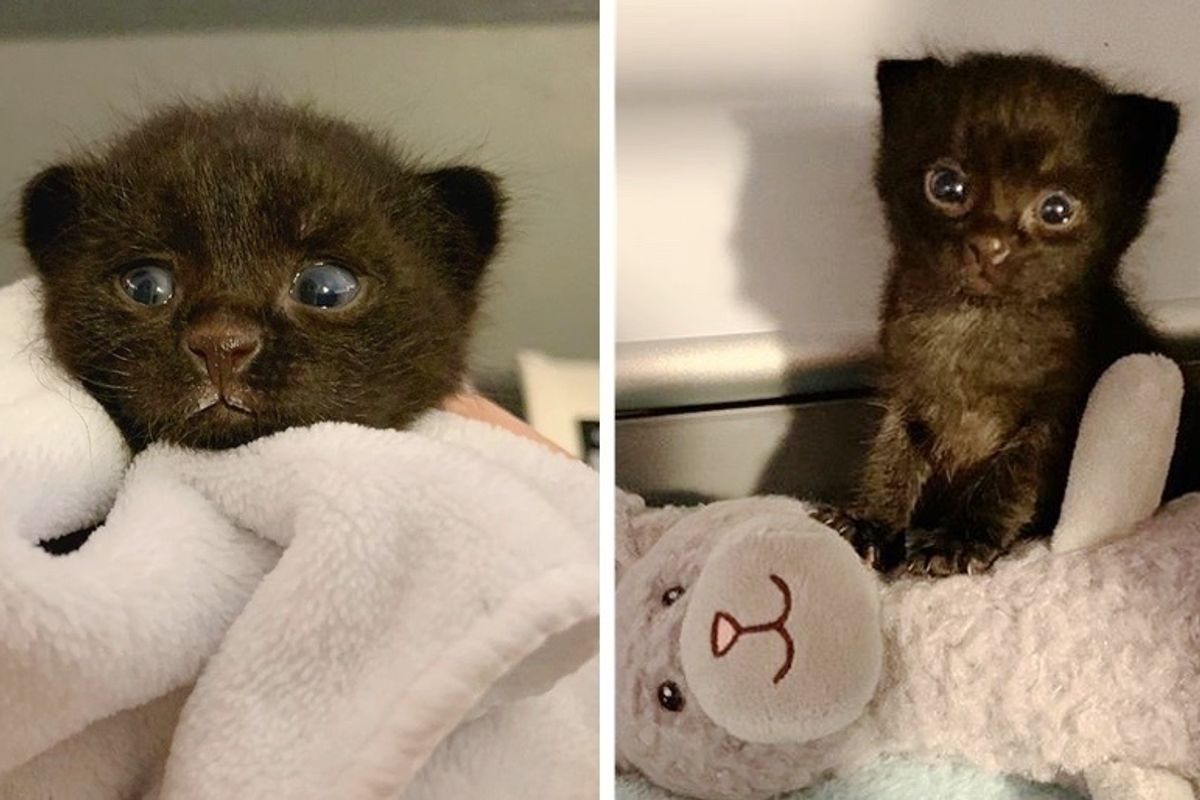 EMT Rescues Orphaned Kitten Before He Crawls into Busy Road