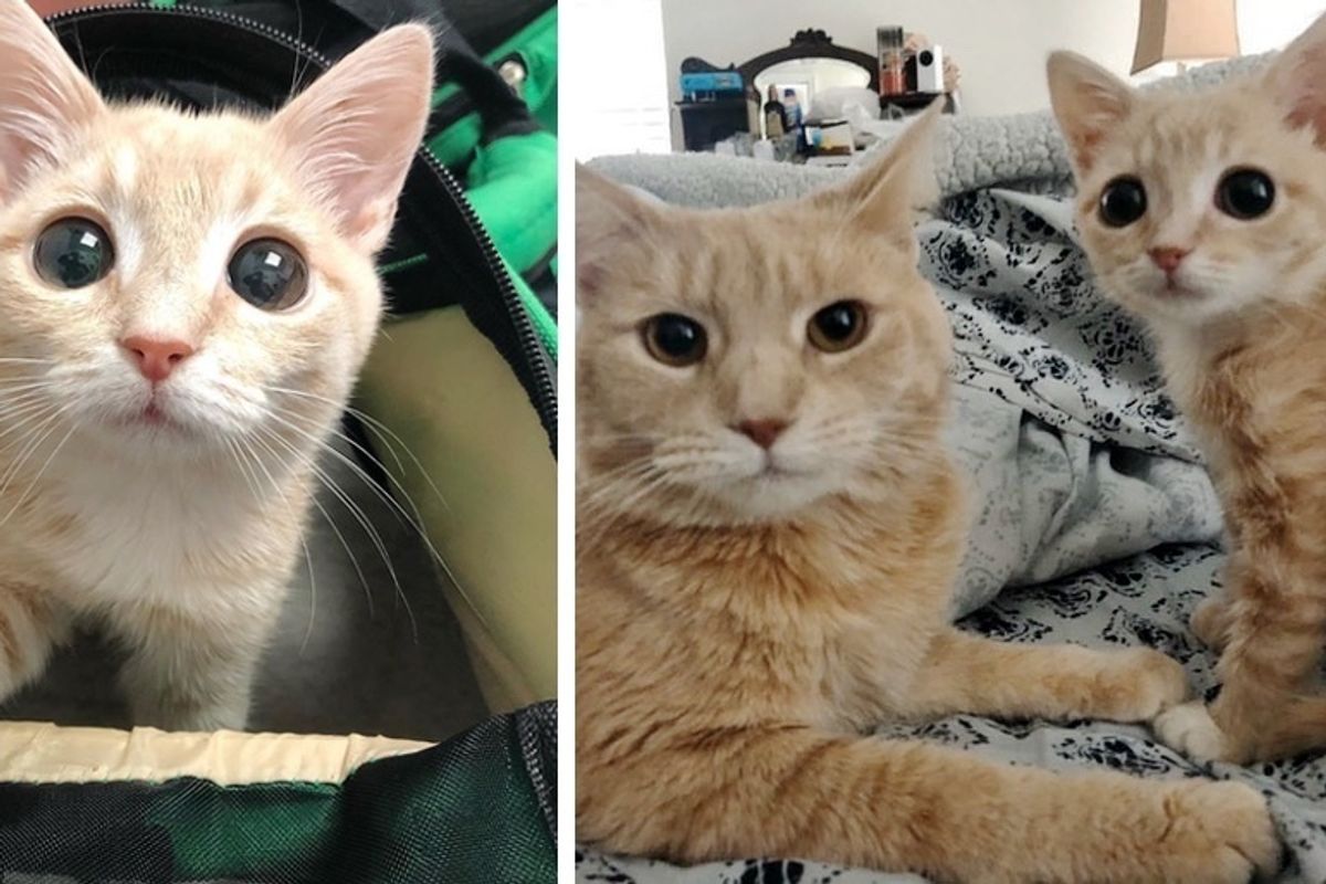 Woman Brings Home Kittens to Foster, Her Cat Takes the Runt Under Her Wing