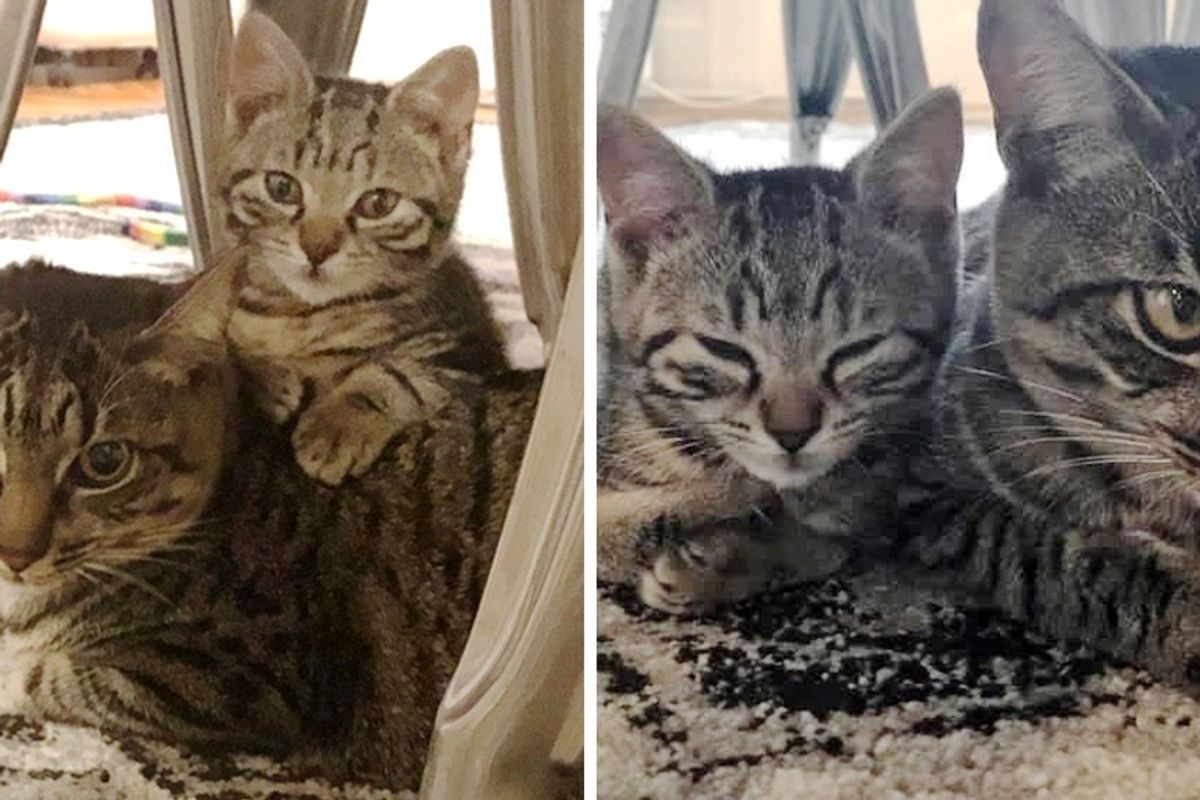 Shy Cat Cries Every Day Until He Meets Kitten Who Turns His Life Around